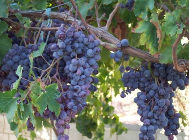 racimos de uva negras en el vinedo